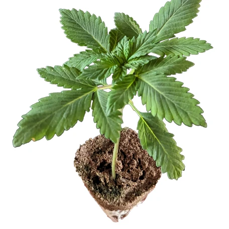 Hanf Sämlinge kaufen – junge Cannabispflanzen aus Samen
