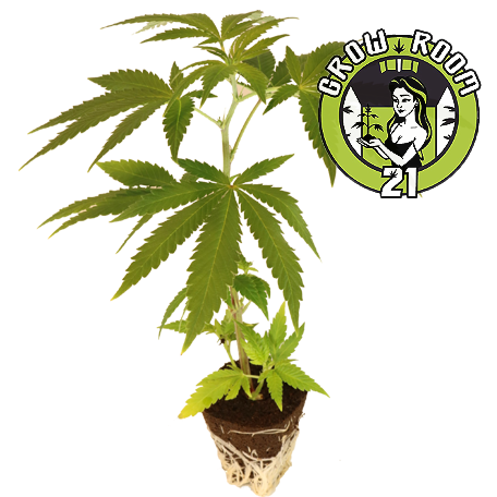 Train Wreck - Humboldt Seeds Bild zum Schließen anclicken