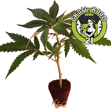 Tropicanna Poison - Sweet Seeds Bild zum Schließen anclicken