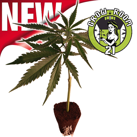 White Widow - Pyramid Seeds Bild zum Schließen anclicken